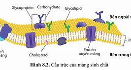 Cấu Tạo Màng Sinh Chất